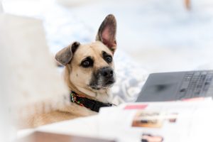 To Niche, or not to Niche…the Raging Debate